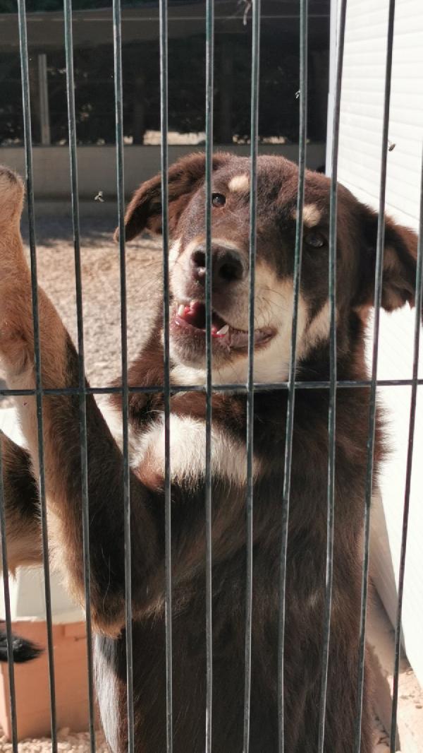 Carlotta, meticcio, 4 anni, taglia medio-grande Foto 2